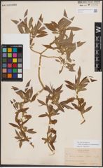 Foto von Salix eriocephala var. mackenzieana (Hook.) Dorn